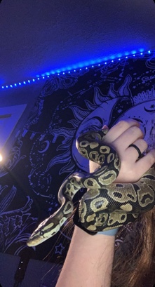snake – snake rehome