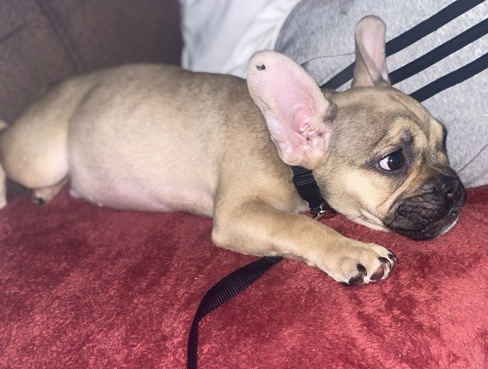 Image of French Bulldog