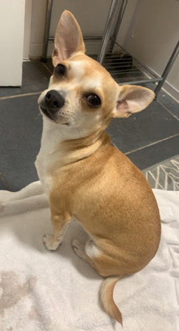 Chihuahua – Mature T-Cup Chihuahua