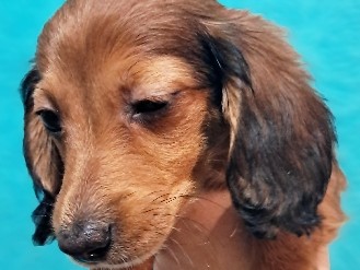 Dachshund – "Pink" AKC Female Sable – Vernon