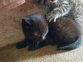 kittens – Gervais