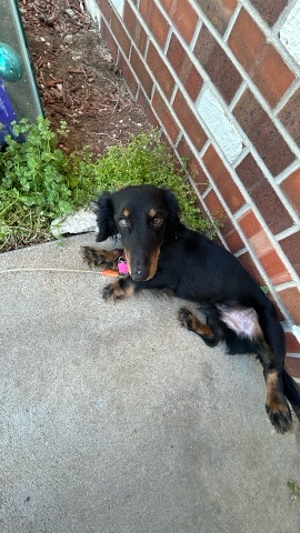 Dachshund – Male Dachshund