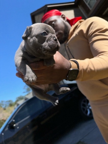 French Bulldog – French bulldog male