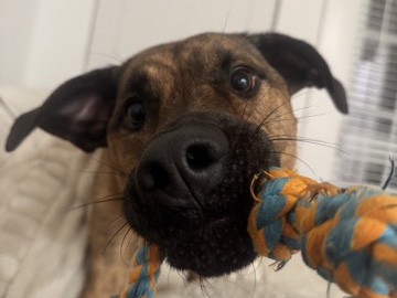 Mixed Breed – Lab Pit mix – Camden