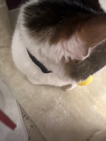 Aegean – Cats for sale