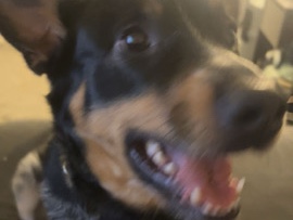 Australian Cattle Dog – rehome urgently – Rockville