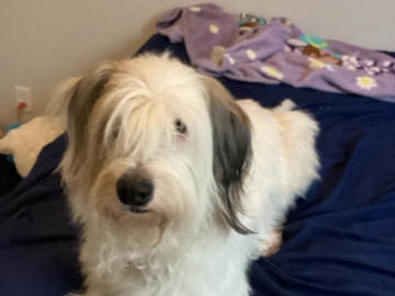 Male/chipped pls take him :) – Godley