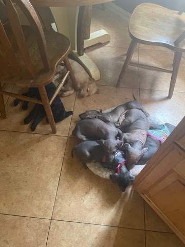 Mexican Hairless Dog – xoloitzcuintle puppies