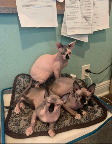 Sphynx – Spinx cat