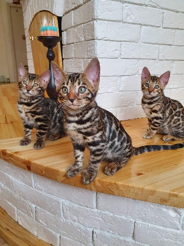 Bengal – sweet loving Bengal kittens