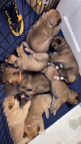 Akita – Japanese Akita Crossed Belgium Malinois