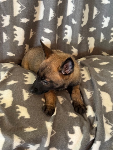 Belgian Shepherd Dog (Malinois) – Belgian Malinois Puppies