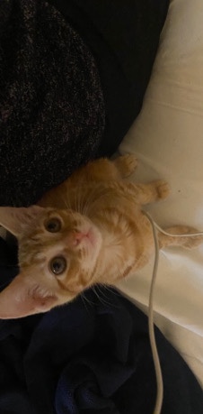 American Shorthair – Precious sweet 3 month old kitten we’re are giving away for free.