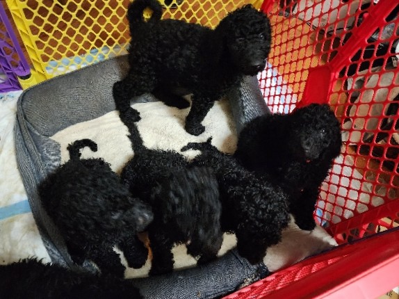 Poodle – Standard Poodle