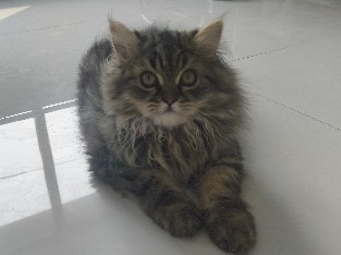 Persian (Traditional) – Stunning 3.5-Month-Old Brown Tabby Male Persian Kitten – Fully Vaccinated 🐾 – Indore