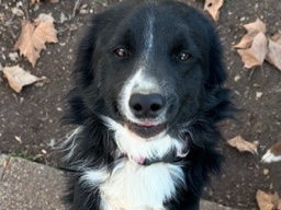 Loved Dog needs Home 