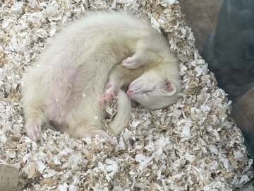 Albino – white ferret – Albuquerque