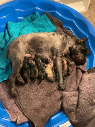 Miniature Schnauzer – Mini Shnauzers