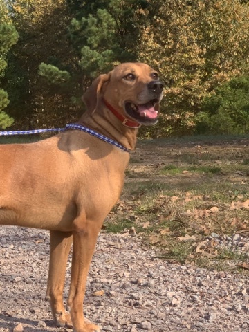 Boxer – boxer needs a home