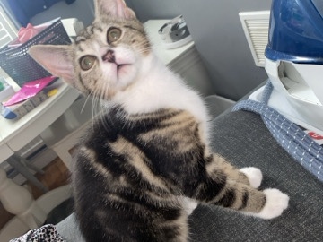 4 beautiful kittens -12 weeks old 