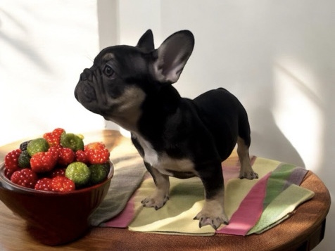 French Bulldog – Male French Bulldog for Sale
