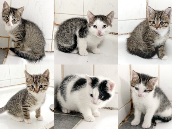 European Shorthair – EKH-Kitten (m&w) - Karlsruhe – Karlsruhe