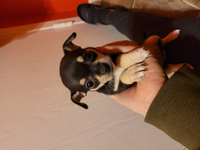 Chihuahua – Chihuahua puppy