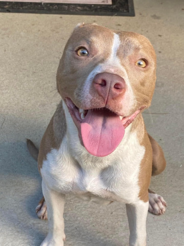 American Pit Bull Terrier – American Pitbul Terrier