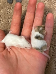 Mice for sale
