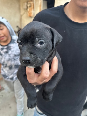 rehoming pitbull puppies
