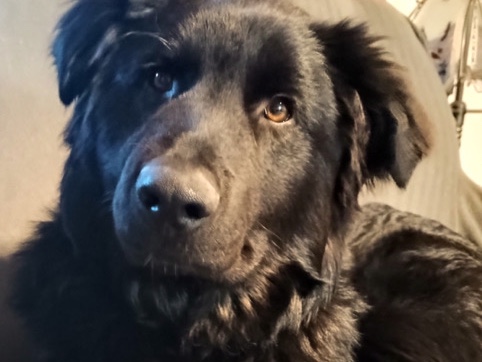 German Shepherd – looking for my forever loving home – Waseca