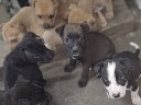 American Pit Bull Terrier – pitbull bordercollie – Molalla
