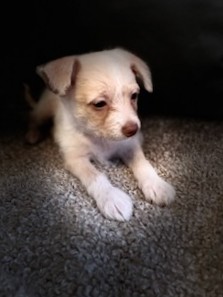 Chihuahua – happy lil puppies