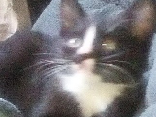 Friendly 12-Week-Old Kitten for Adoption – Tacoma – Tacoma