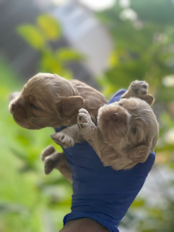 Pure Bred Female Cocker Spaniels