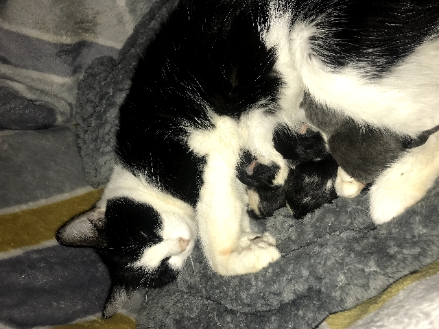 Ragdoll – 4 Ragdoll x kittens