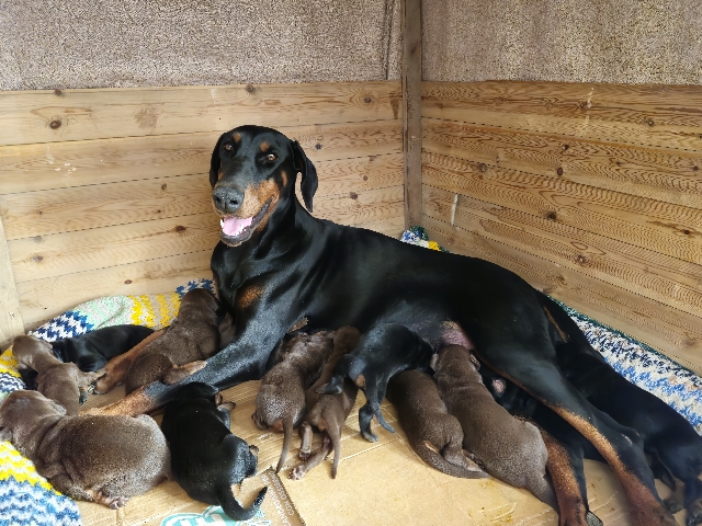 Doberman Pinscher – Dobermann Cuccioli
