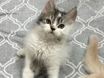 Persian (Modern) - Persian kittens  available for adoption in Dubai