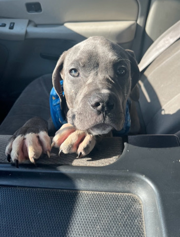 American Bulldog – XL American Bully