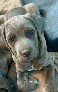 Cane Corso – Cane corso puppies.