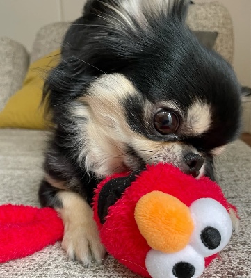 Chihuahua – Puppy for rehome – Boston