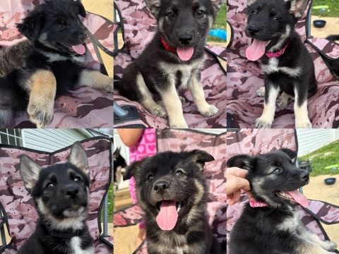 Siberian Husky – husky puppies – Birmingham