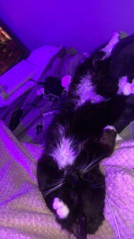 Maine Coon – 7 month old maine ****