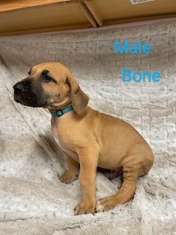 Great Dane – Great Danes