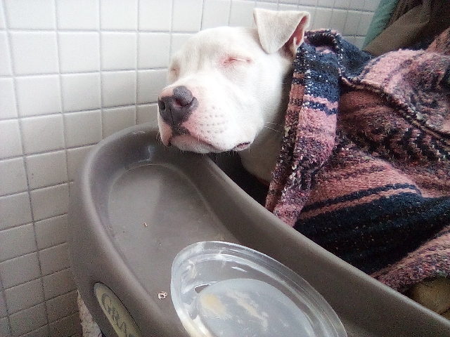 American Pit Bull Terrier – puppy needs good home