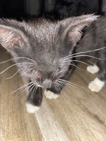 American Curl – black and white kitten for sale