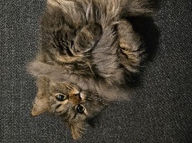 Munchkin – Rehoming my kitty. – Ashburn