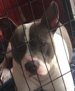 American Pit Bull Terrier – good boy
