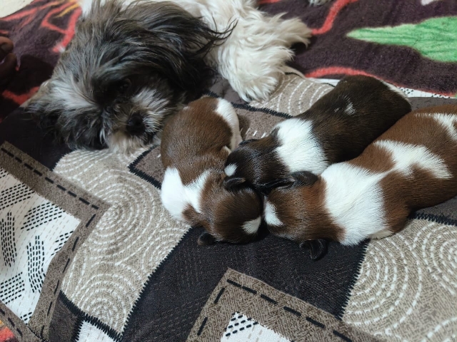 Shih Tzu – shih tzu