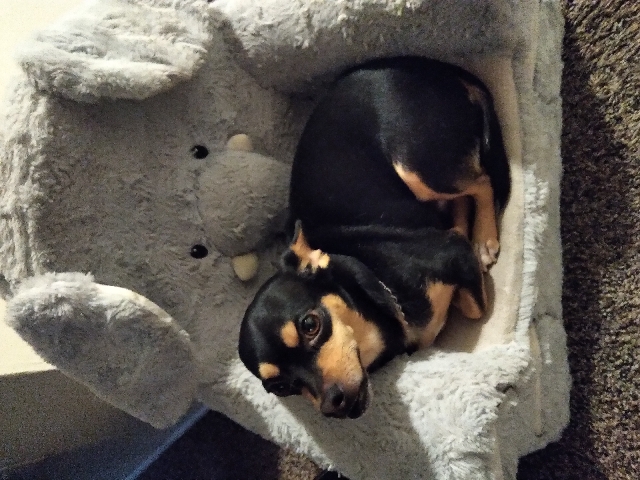 Chihuahua – GUCCI The Chihuahua